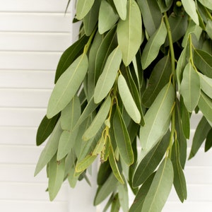 Fresh Cut Bay Leaf Herb Greens - 8 - 10 stems / bunch for arrangement | bouquet | home décor | DIY project
