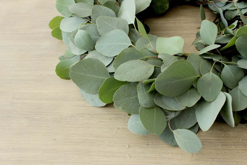 Fresh Handmade Eucalyptus Wreath Silver Dollar Eucalyptus Etsy