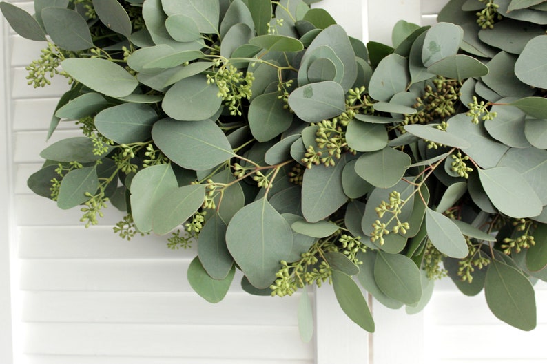 May include: A green eucalyptus wreath with small green buds. The wreath is made of fresh eucalyptus leaves and is perfect for adding a touch of greenery to your home decor.
