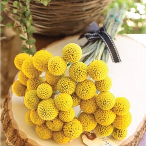 May include: A bunch of bright yellow billy balls, also known as craspedia, arranged in a bouquet. The flowers are tied together with a black ribbon and a small tag that reads "Magnolia Wholesale".
