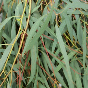 Fresh Living Eucalyptus Willow Bunch Wedding Farmhouse Home Decor DIY Craft Floral Arrangement