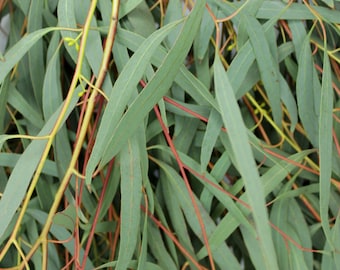 Fresh Living Eucalyptus Willow Bunch Wedding Farmhouse Home Decor DIY Craft Floral Arrangement