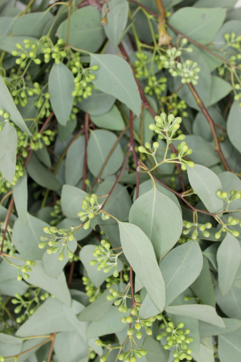 Seeded Eucalyptus 5-7 stems per bunch immagine 3