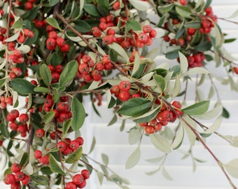 Fresh Cotoneaster Red Berry Branch – 5-7 stems | Holiday Décor | Floral Arrangement