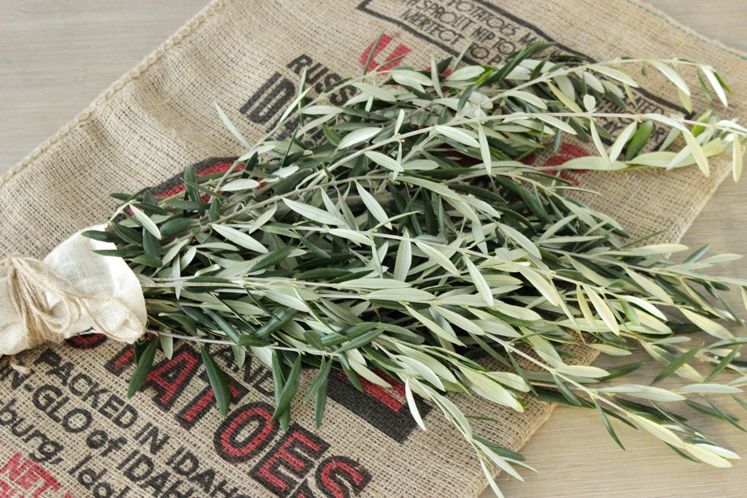 Olive Branches- 8-10 stem bunches