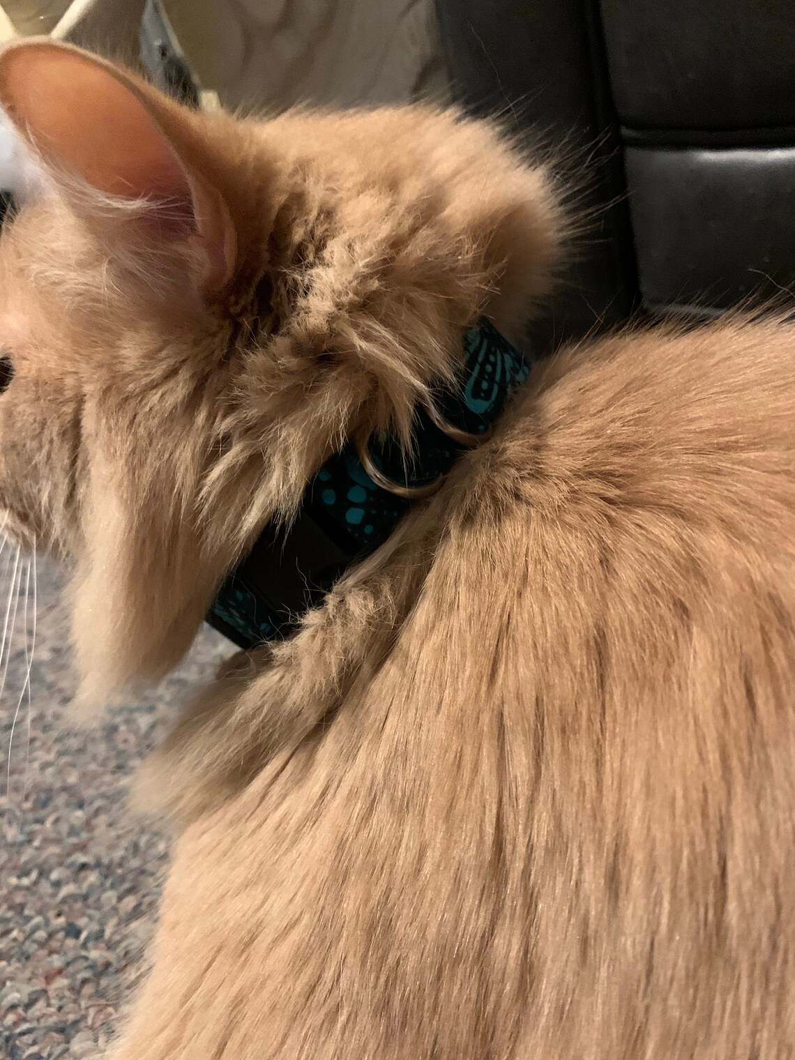 Adjustable Collars with Various Sizes Etsy