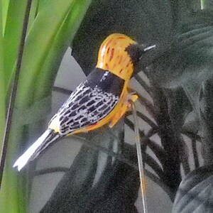 Hooded Oriole Christmas Ornament, Hand Carved Clip-on Bird image 4