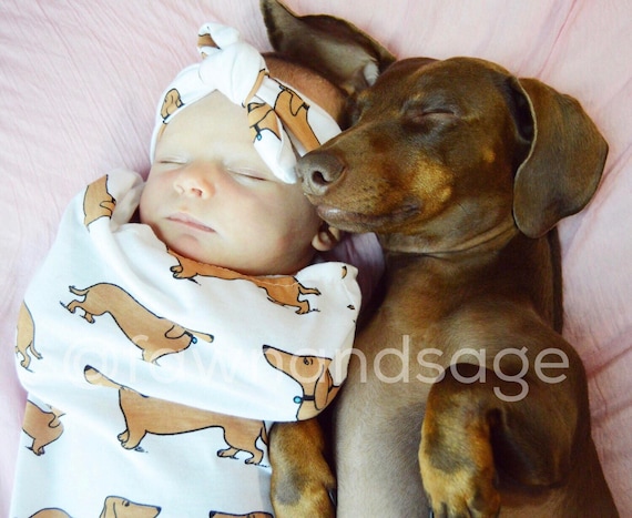 dachshund swaddle