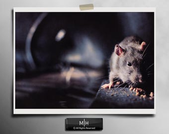 Cinematic Rat Portrait Print | Urban Wildlife Wall Art, Rodent Photography, Gritty Textures