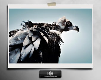 Vulture Close-Up Photography Print | Wildlife Bird of Prey Wall Art