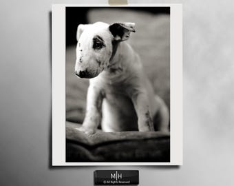 Bull terrier puppy photography print, black and white puppy print, dog lovers wall art , dog enthusiasts wall print , monochrome dog prints
