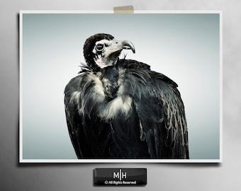 Hooded Vulture Fine Art Print | Gothic Wildlife Photography, Bird of Prey Portrait