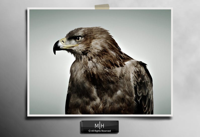 May include: A photographic print featuring a profile view of a brown eagle with a sharp, hooked beak and intense eyes. The bird is captured against a neutral, light gray background. Below the print, a small black plaque displays the text M|H.