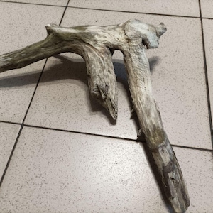 Natural Large Driftwood Stump Stunning branch for large centerpiece aquarium terrarium or reptile enclosure decoration