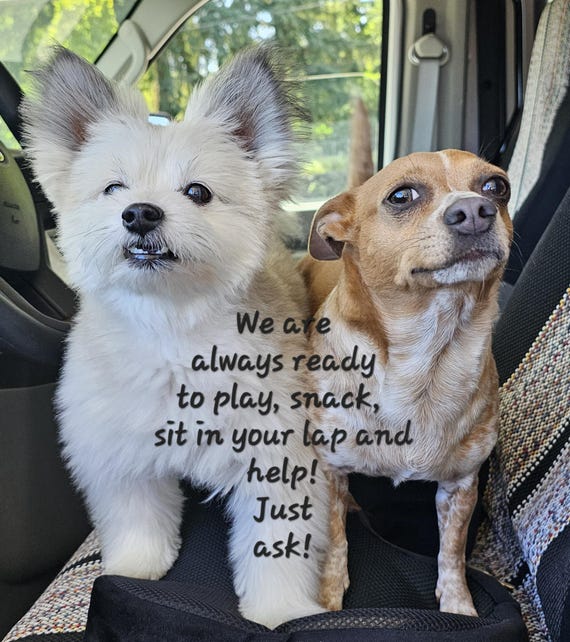 Bakelite bangles/fall bakelite bangle/butterscotc… - image 6