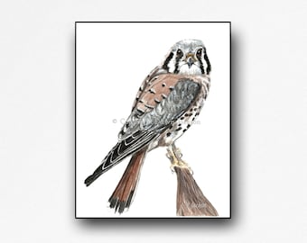 American Kestrel Mounted Watercolor Art Print, Laminated Ready to Hang, Modern Sparrow Hawk Wall Art, Gift For Him