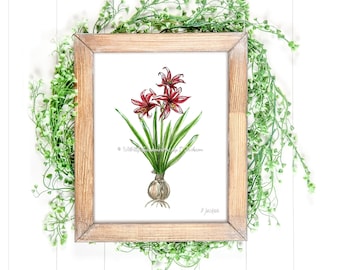 Red Christmas Amaryllis Watercolor Art Print, Holiday Flower and Bulb Botanical Wall Decor, Unframed