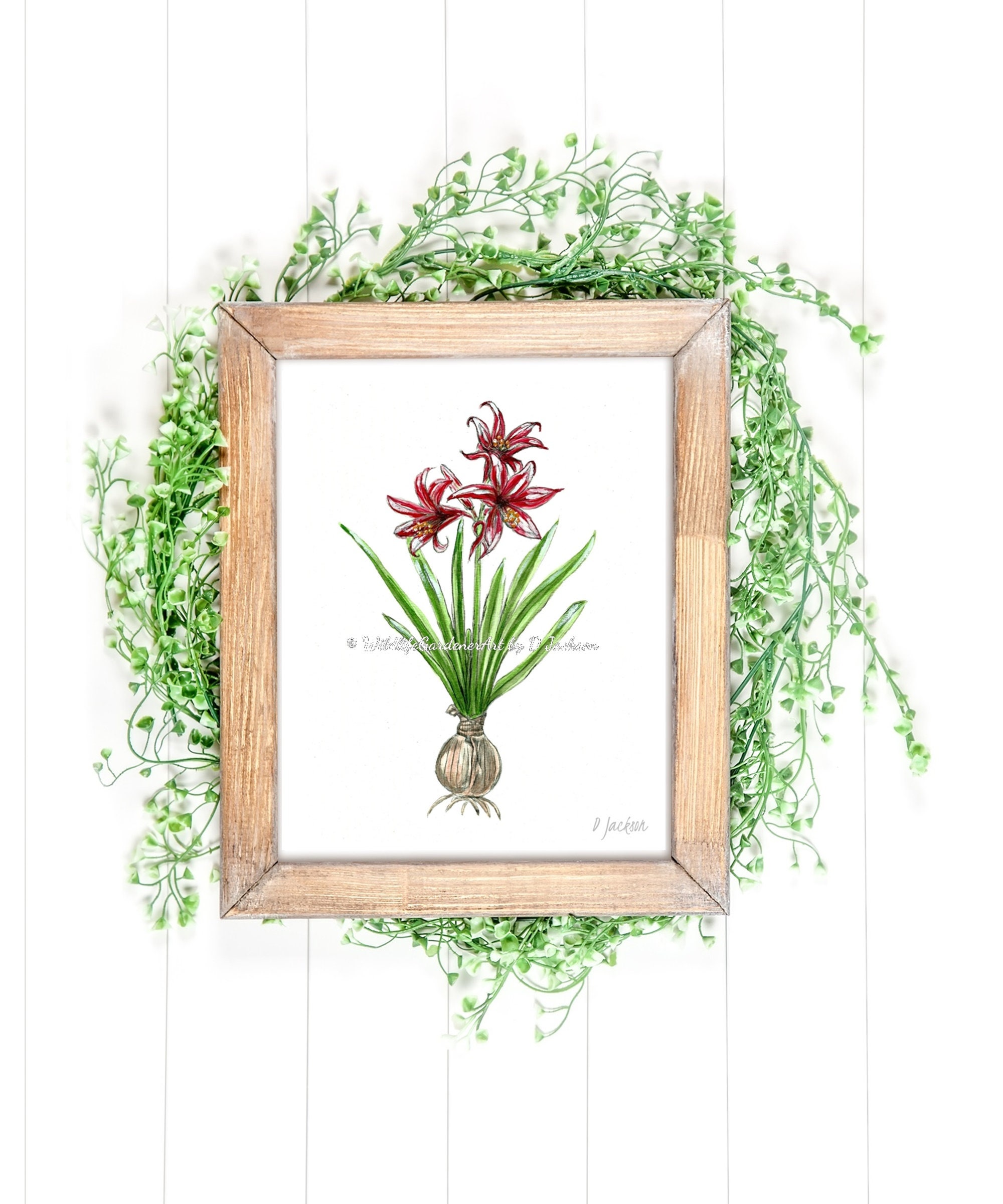 Red Christmas Amaryllis Watercolor Art Print, Holiday Flower and Bulb Botanical Wall Decor, Unframed