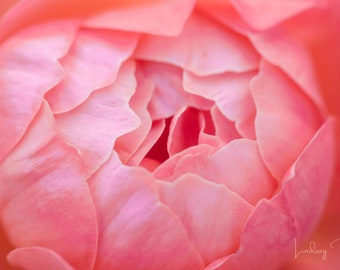 Pink Rose Photo Fine Art Print