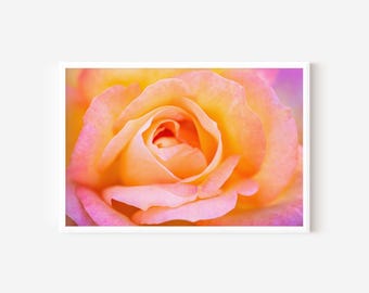 Orange and Pink Rose Photo Fine Art Print