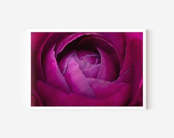 Purple Ranunculus Photo Fine Art Print