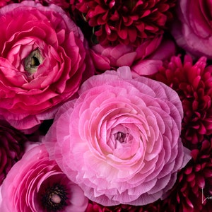 Pink Ranunculus Photo Fine Art Print, Girls Room, Pink Floral Art, Pink Flower Photography, Art for Girls Room, Pink Bedroom Décor