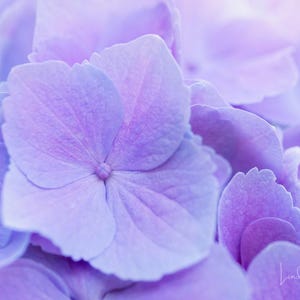 Purple Hydrangea Photo Print - Vibrant Macro Floral Art image 2