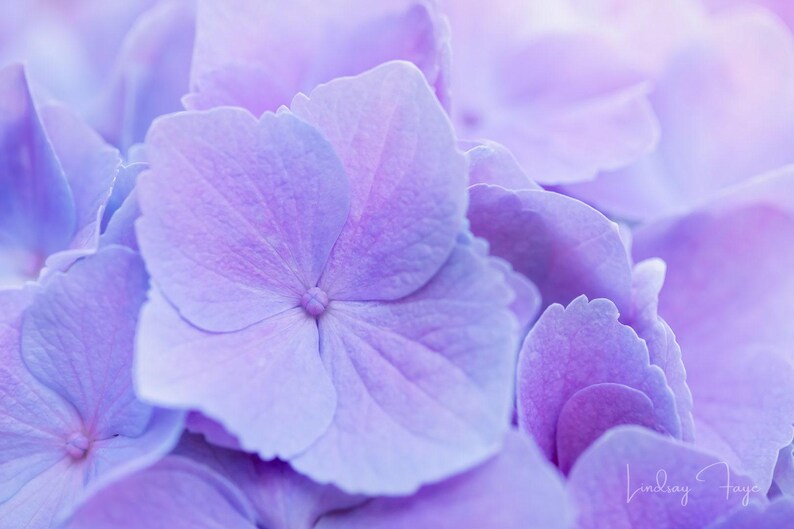 Purple Hydrangea Photo Print - Vibrant Macro Floral Art image 2