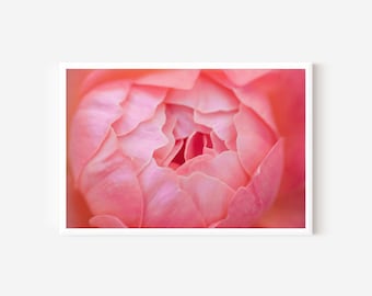 Pink Rose Photo Fine Art Print