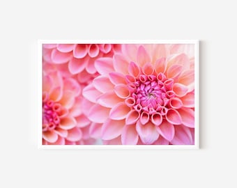 Pink Dahlia Flower Photo: Fine Art Floral Print