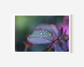 Rose Leaf Dew Drops Photo Print: Teal Botanical Wall Art