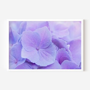 A close-up view of a cluster of beautiful, vibrant purple hydrangea flowers.