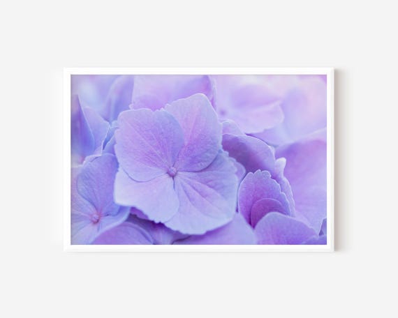 Purple Hydrangea Photo Print - Vibrant Macro Floral Art