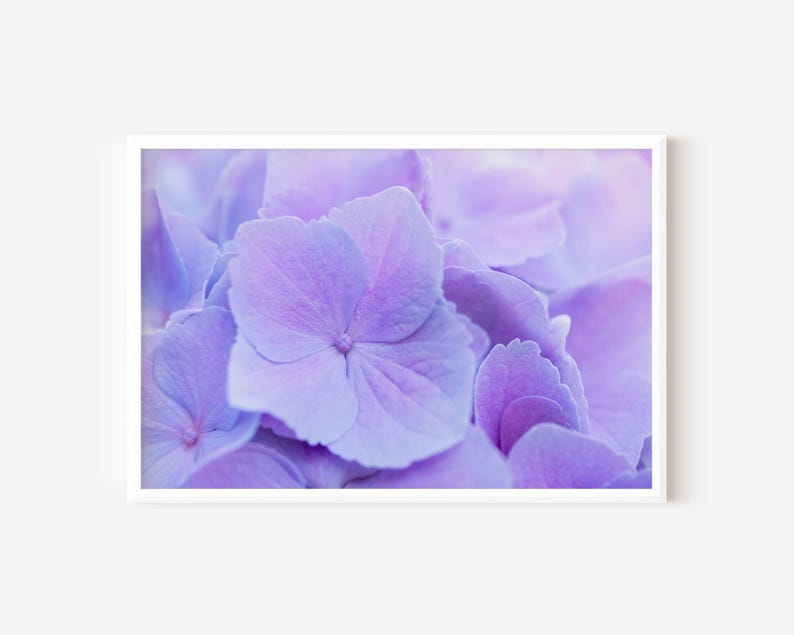 A close-up view of a cluster of beautiful, vibrant purple hydrangea flowers.