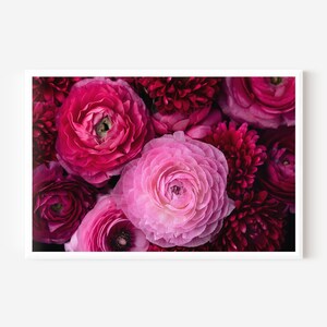Pink Ranunculus Floral Art Print: Girls Room Decor