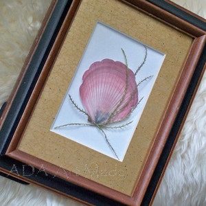 May include: A framed seashell with delicate pink and white colors, surrounded by dried grasses, in a brown and black frame.
