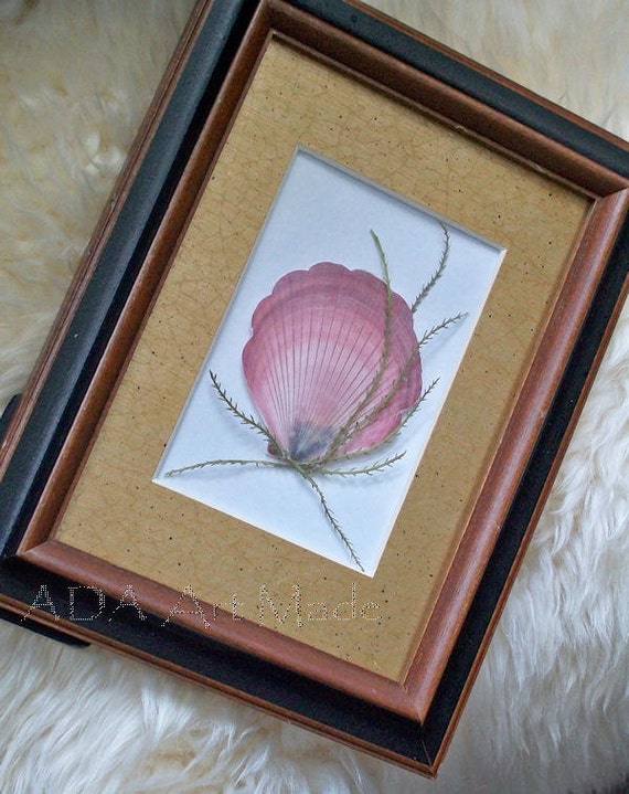Framed Mauve Scallop Shell Picture: Solid Oak Table Frame