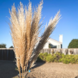 PAMPAS GRASS 3-5-10 ct 2-6ft Natural Dried Pampas Grass Decor, Reed Plume, Dry Boho Wedding Flower Arrangement, image 6