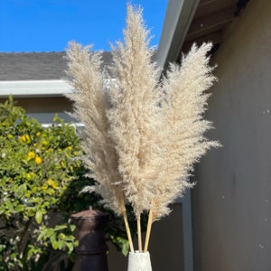 PAMPAS GRASS 3-5-10 ct 2-6ft Natural Dried Pampas Grass Decor, Reed Plume, Dry Boho Wedding Flower Arrangement, image 1