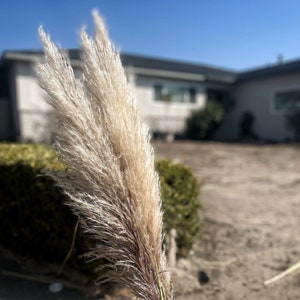 PAMPAS GRASS 3-5-10 ct 2-6ft Natural Dried Pampas Grass Decor, Reed Plume, Dry Boho Wedding Flower Arrangement, image 3