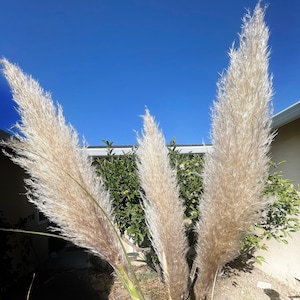 PAMPAS GRASS 3-5-10 ct 2-6ft Natural Dried Pampas Grass Decor, Reed Plume, Dry Boho Wedding Flower Arrangement, image 4