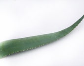 Organic fresh cut Aloe Vera leaf
