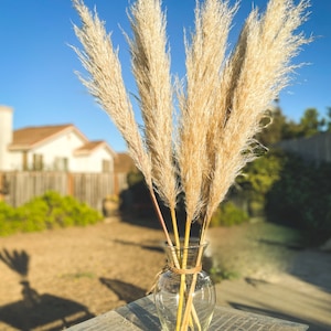 Extra Large Fluffy Natural Dried Pampas Grass single stem decor image 3