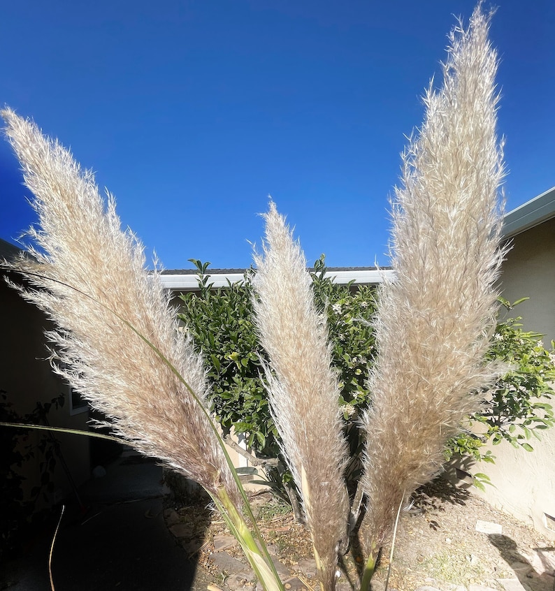 PAMPAS GRASS 3-5-10 ct 2-6ft Natural Dried Pampas Grass Decor, Reed Plume, Dry Boho Wedding Flower Arrangement, image 4