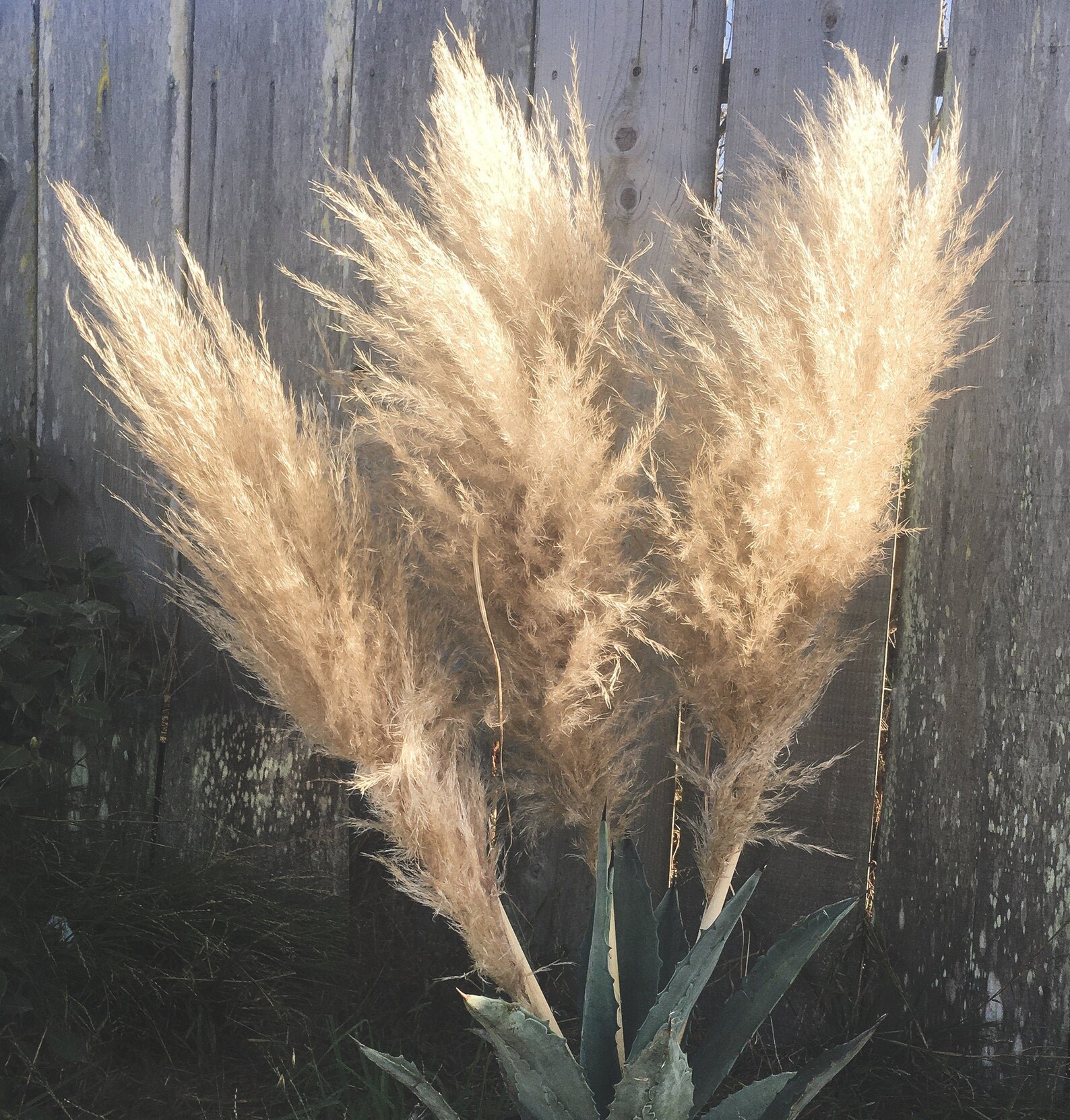 PAMPAS GRASS 3510 ct 26ft Natural Dried Pampas Grass Etsy