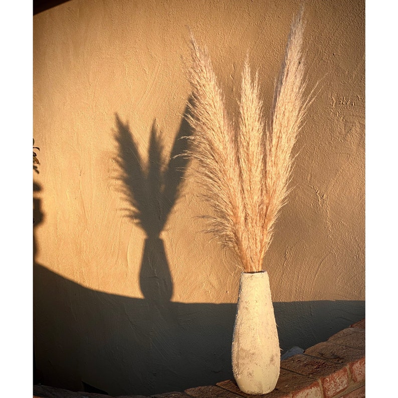 PAMPAS GRASS 3-5-10 ct 2-6ft Natural Dried Pampas Grass Decor, Reed Plume, Dry Boho Wedding Flower Arrangement, image 5