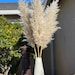 PAMPAS GRASS (3-5-10 ct) 2-6ft - Natural Dried Pampas Grass Decor, Reed Plume, Dry Boho Wedding Flower Arrangement,