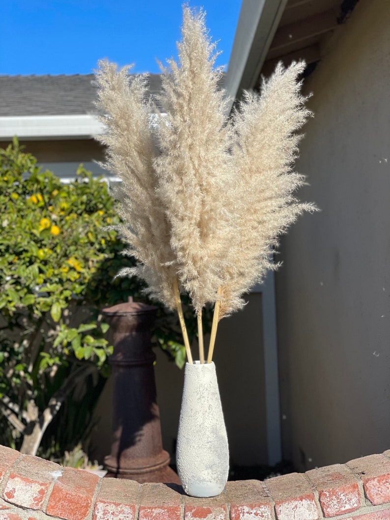 PAMPAS GRASS (3-5-10 ct) 2-6ft - Natural Dried Pampas Grass Decor, Reed Plume, Dry Boho Wedding Flower Arrangement,