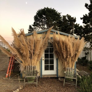 Extra Large Fluffy Natural Dried Pampas Grass single stem decor image 6