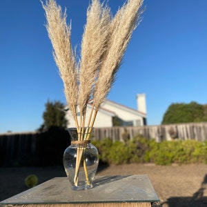 PAMPAS GRASS 3-5-10 ct 2-6ft Natural Dried Pampas Grass Decor, Reed Plume, Dry Boho Wedding Flower Arrangement, image 10